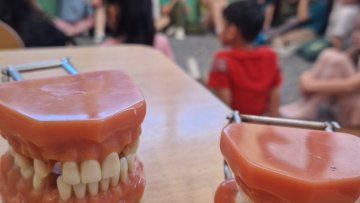 Lidské tělo, zuby